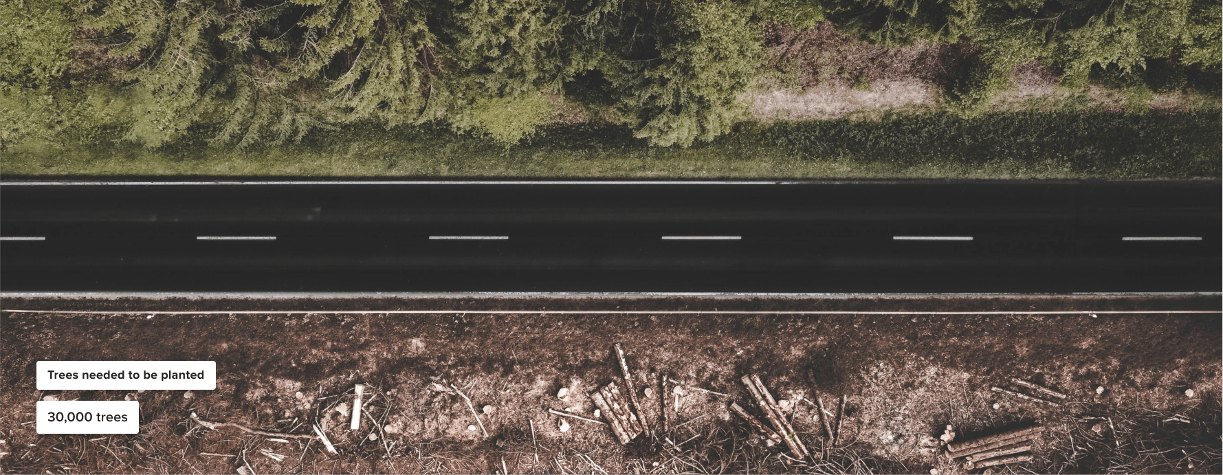 Reforestation of a forest near a highway